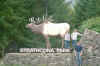 strathcona park v island .jpg (94445 bytes)