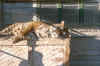 tiger .jpg (91014 bytes)