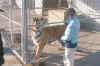 tut and tiger .jpg (115229 bytes)