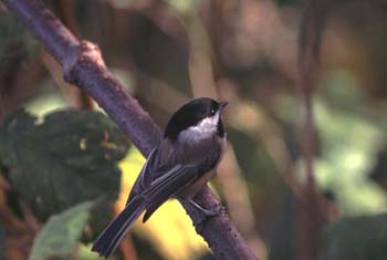 A-Black-cappedChickadee
