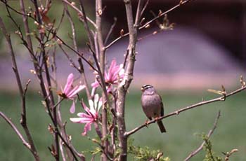 A-White-crownedsparrow
