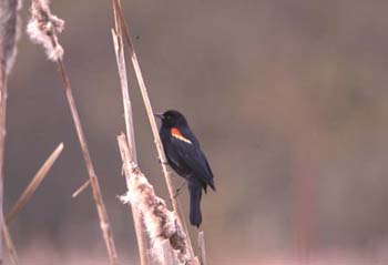 C-B4506RedWingedBlackbird