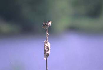C-B4611MarshWren