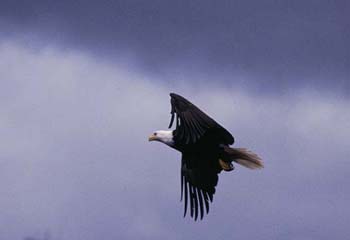 C-Oac0501baldeagle-flight2.tif