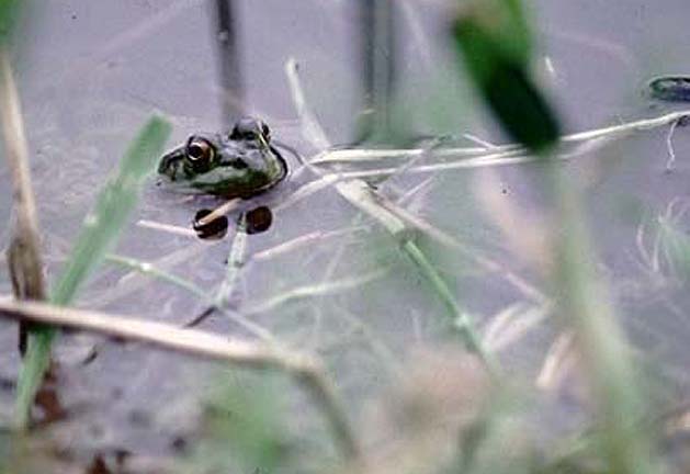 C-frog