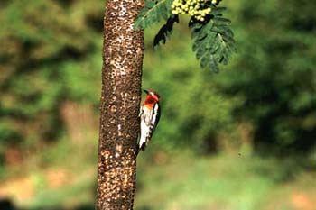 D-B05B6002RedBreastedSapsucker_edited.tif