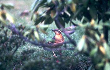 D-B1615VariedThrush