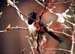 A-b2819_spotted_towhee-mod