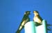 C-B31Purplemartin_pt moody