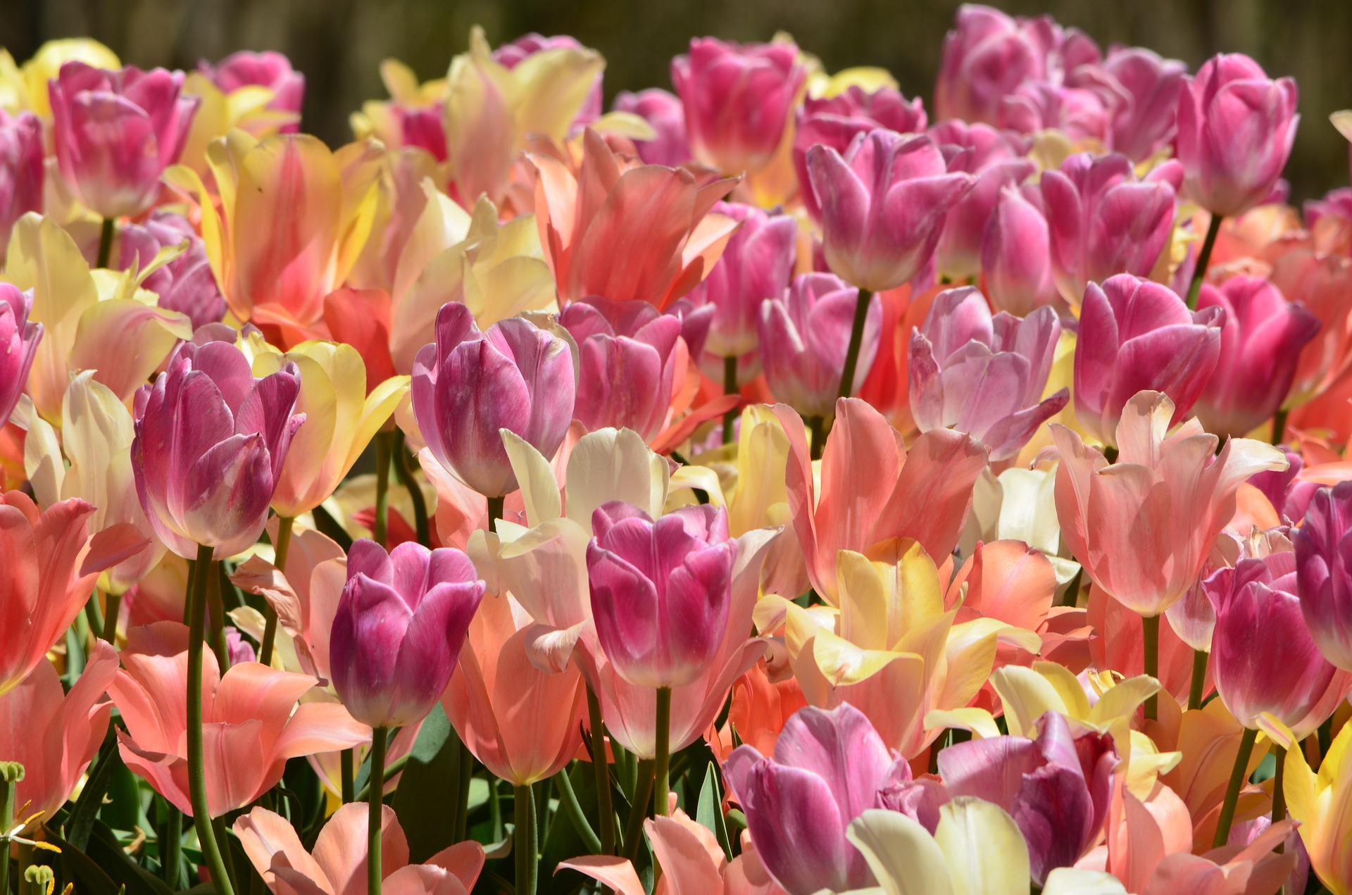 Spring Celebration
