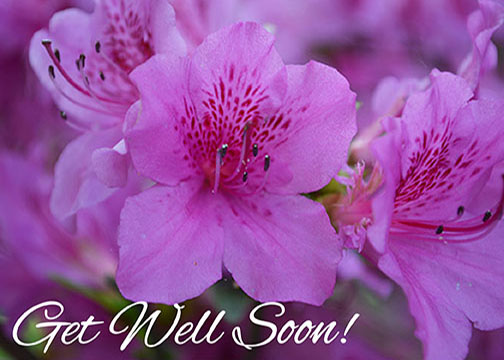 azalea get well card