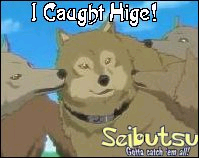 Hige