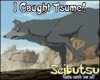 Tsume