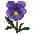 pansy