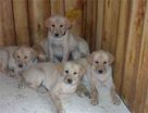 Niki's pups at 7 weeks