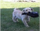 First retrieve