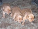 More Puppies