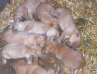 Litter of pups at 2 weeks old