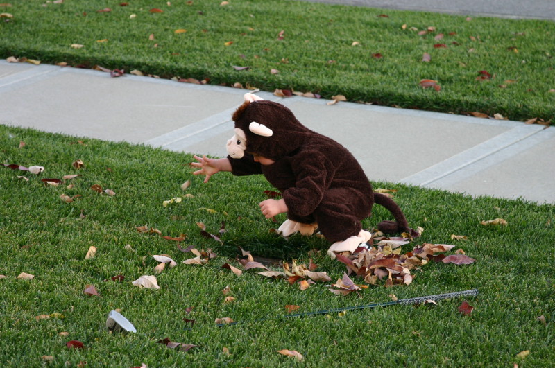 Playing in the leaves