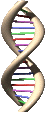 anim/dna.gif