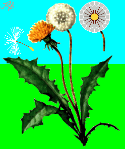 gif/dandlion.gif
