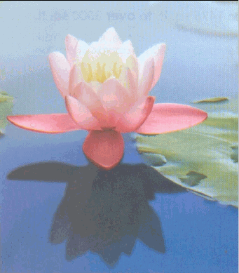 gif/e/blossom.gif