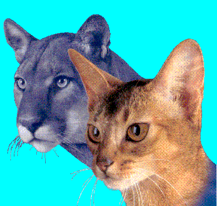gif/e/cats.gif