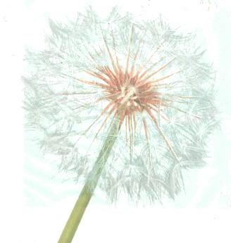 gif/e/dandln.gif