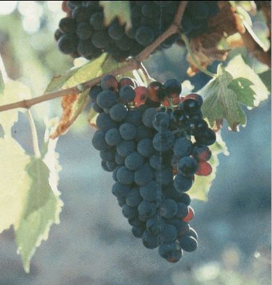 gif/e/grapes2.gif