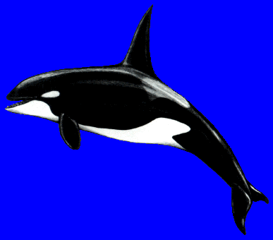 gif/e/orka.gif