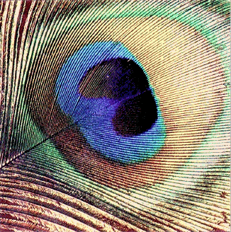 gif/e/peacock.gif