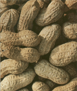 gif/e/peanuts.gif