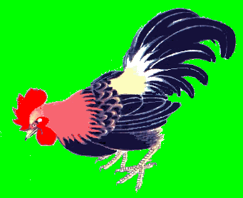 gif/e/rooster4.gif