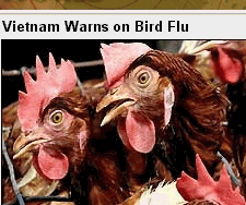 gif/e/rooster5.gif