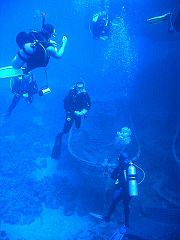 gif/e/scuba.jpg