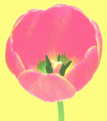 gif/e/tulip.gif