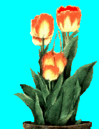 gif/e/tulips.gif