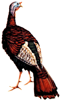gif/e/turkey.gif