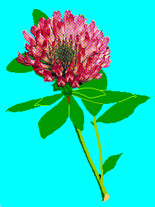 gif/flower1.gif