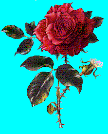 gif/flower2.gif
