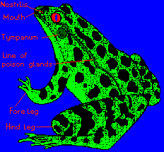 gif/froglpdc.gif
