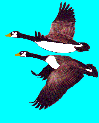 gif/gander.gif