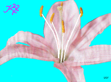 gif/lily2.gif
