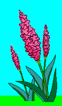 gif/lily5.gif