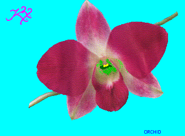 gif/orchid.gif