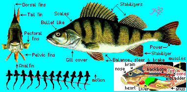 gif/perch.gif
