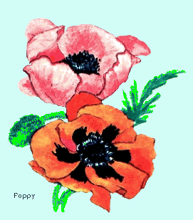 gif/poppy.gif