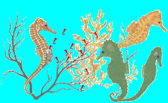 gif/seahrs.gif