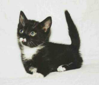 ONE CUTE MUNCHKIN!