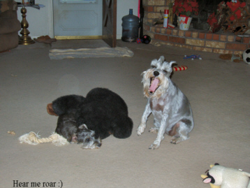 Schatzie&nbsp; Roaring :)